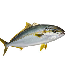 Fototapeta premium A large yellowfin tuna fish swimming in the dark water