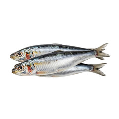 Fototapeta premium Two fresh sardines on a black background for culinary or seafood concepts