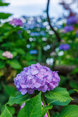 Fototapeta premium Purple hydrangea in the foreground with beautiful circular bokeh created by the lens in the background. Soft natural light and dreamy atmosphere. 