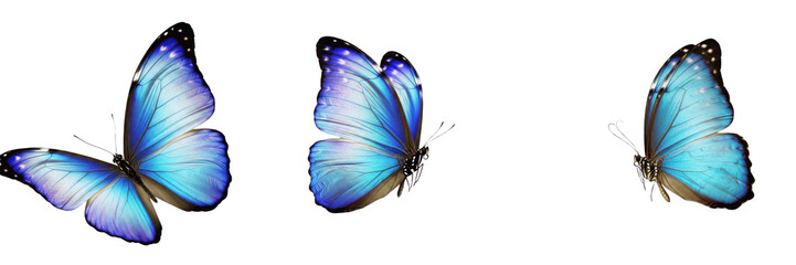 Set of Blue Morpho Butterflies - Realistic Vibrant Flying Insects with Transparent Background PNG © botan