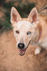 Naklejka premium Portrait of a dog with heterochromia blue and brown eyes looking up