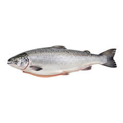 Fototapeta premium A large silver fish with a black background