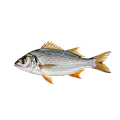 Fototapeta premium A vibrant fish with silver scales and orange fins against a black background
