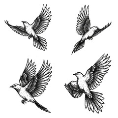 Fototapeta premium Set of hand drawn flying birds illustration