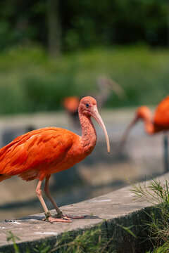 close up of a scarlet ibis bird standing on a stone ledge of a pond