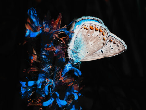 Polyommatus icarus blue butterfly on wildflower dark background macro