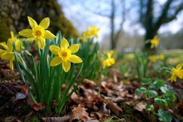Obraz premium Yellow Daffodils Nodding in Breeze Early Spring Garden