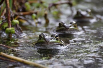 Fototapeta premium Frogs Croaking in Ponds Spring Time Water