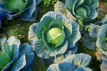Field of green cabbage plants