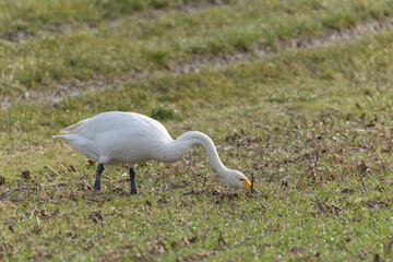 Obraz premium Whooper Swan Cygnus cygnus grazing in a field in Alsace, France during winter