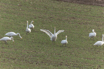 Whooper Swan Cygnus cygnus grazing in a field in Alsace, France during winter