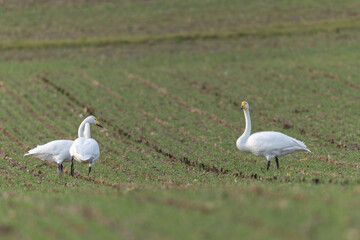 Fototapeta premium Whooper Swan Cygnus cygnus grazing in a field in Alsace, France during winter