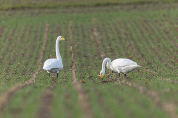 Fototapeta premium Whooper Swan Cygnus cygnus grazing in a field in Alsace, France during winter