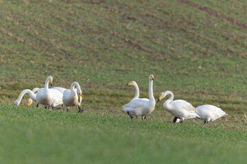 Obraz premium Whooper Swan Cygnus cygnus grazing in a field in Alsace, France during winter