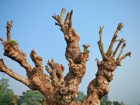 Pollarded Tree (Barringtonia acutangula or Indian Oak Tree)