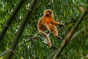 Fototapeta premium Golden Langur (male, alpha)