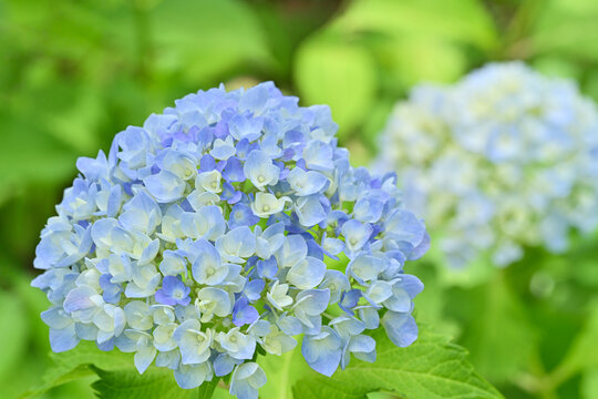 Blue hydrangea with large copy space and soft bokeh background