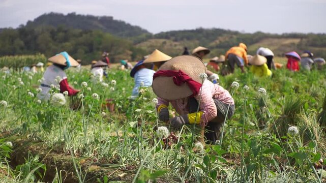 Group of Asian traditional farmers harvesting shallots in an agricultural field