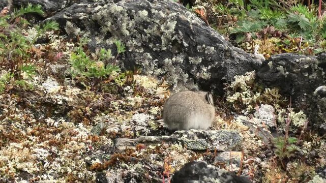 Cute and elusive pika in Denali National park in Alaska
