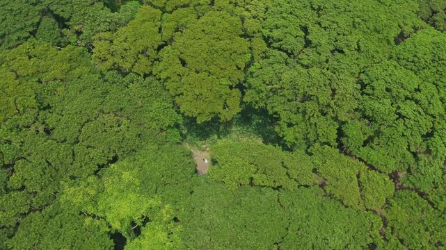 Aerial top down view of djawatan forest canopy in java indonesia