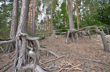 konary drzew © Jarosaw