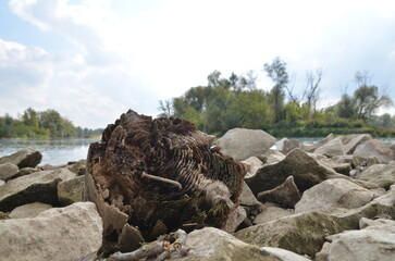 stary drewniany pal z gwoździem © Jarosaw