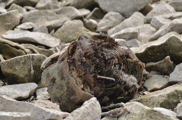 stary drewniany pal z gwoździem © Jarosaw