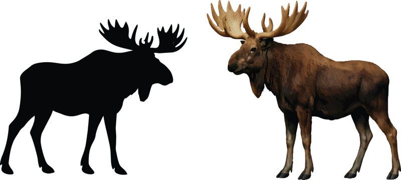 A striking visual contrast a full color moose alongside its black silhouette