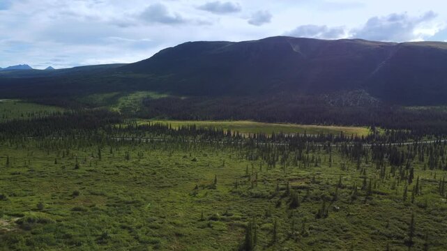 Stunning tundra meadow with beautiful artic trees in Denali national park in Alaska, huge mountain in the background, Beautiful and true tundra wilderness