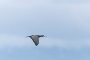 Obraz premium Great Cormorant Phalacrocorax carbo in close view