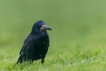 Fototapeta premium Rook Corvus frugilegus in a meadow in winter