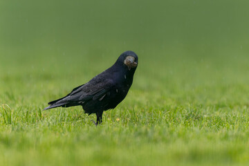 Obraz premium Rook Corvus frugilegus in a meadow in winter