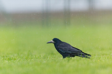 Obraz premium Rook Corvus frugilegus in a meadow in winter