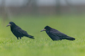 Obraz premium Rook Corvus frugilegus in a meadow in winter