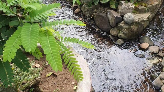 various types of green leaves in Indonesian nature