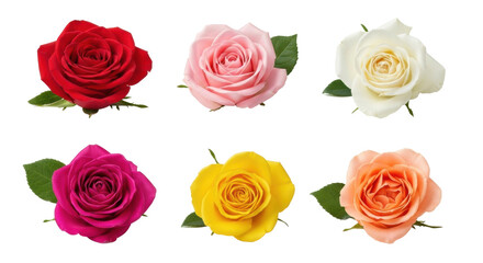 Obraz premium Assorted colorful rose heads with leaves on white background