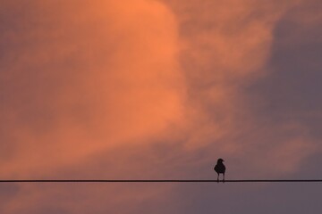 silhouette common myna bird on electric wire on twilight sky at sunset