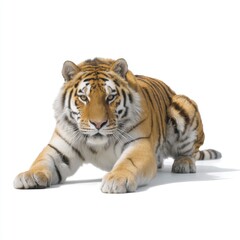 Obraz premium Majestic Tiger Relaxing in Calm Posture with Striking Orange Coat and Bold Black Stripes in a Studio Setting