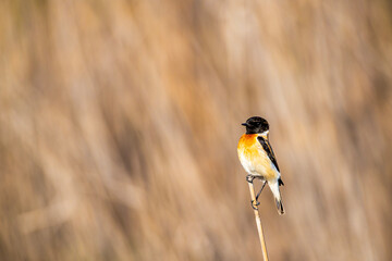 great tit parus major © Ahmed