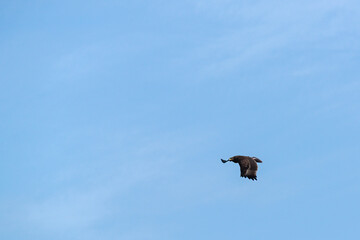 Obraz premium eagle in flight