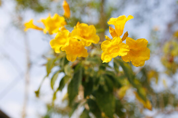Obraz premium A bunch of yellow flowers are in the foreground of a blue sky. The flowers are in full bloom and are very bright 