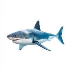Obraz premium Realistic and Detailed Shark Model for Aquatic Education and Decoration in Underwater Themed Design Projects