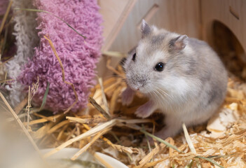 Close-up portrait of a fluffy winter white dwarf hamster in a well-equipped cage with hay and a purple fleece accessory, pet care and animal themes. © myschka79