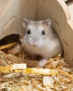 Cute Djungarian hamster sitting in its enrichment-filled cage, peeking from wooden hideout, pet ownership, animal welfare, and the charm of small domestic mammals as indoor companions.