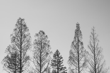 冬空に並ぶ落葉樹のシルエット