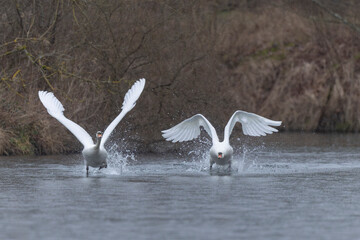 Fototapeta premium Mute Swan Cygnus olor swimming or taking off from a pond in the early morning