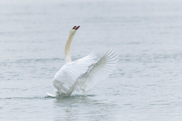 Mute Swan Cygnus olor swimming or taking off from a pond in the early morning