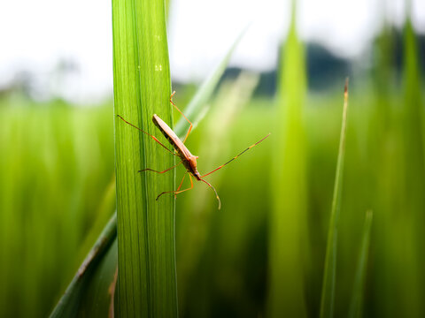 Insect on green grass macro photography