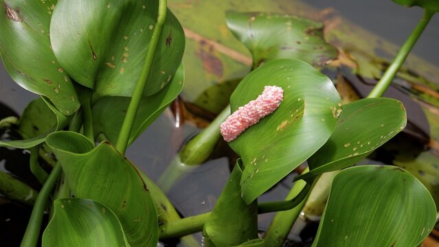 A cluster of bright pink snail eggs attached to a green water hyacinth leaf in a pond. This macro nature shot captures the reproduction cycle of aquatic life in a freshwater ecosystem.