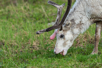 reindeer in the medow